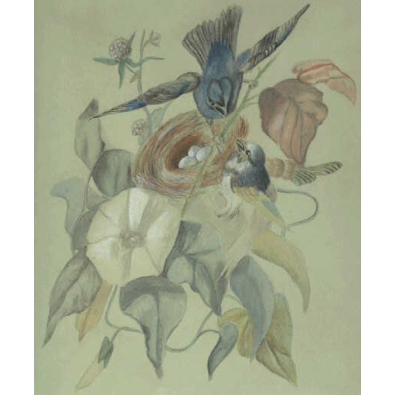 Edith Cavell's chalk drawing.